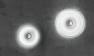 Planet 32 Leucos потолочный светильник